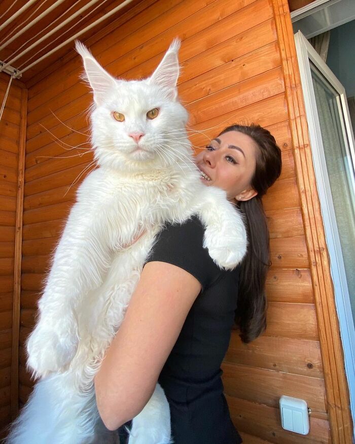 Kefir, the World’s Biggest Cat that Looks Like a Dog