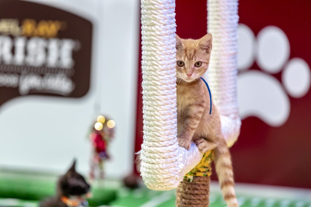 Kitten Bowl Canceled by Hallmark Channel, Gets New Platform 92130